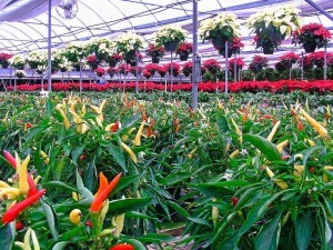 Beniplast Benitex - Agrotextiles - Benishade2